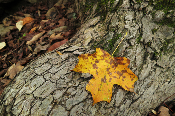 MP0014 - Richland Creek Maple Leaf