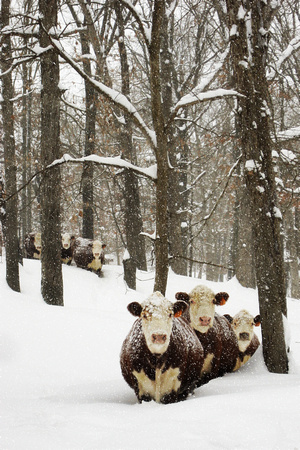 "Herefords in the Snow" - Gentry Arkansas - No.0078               - Limited Edition 250