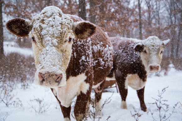 "Snow Cows" - Gentry Arkansas - No.0068 - Limited Edition 250