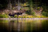 MP0175 - Fishercap Moose